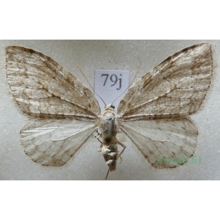 Epirrita christyi (Allen, 1906) Paśnik grabowiak Czech79j